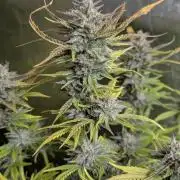 Twilight Zlush Auto x3