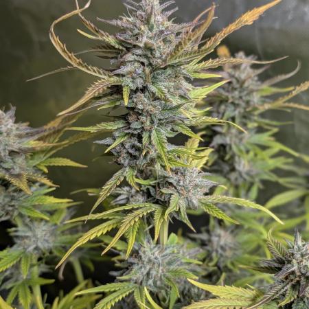 Twilight Zlush Auto x3