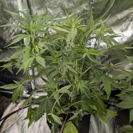 Creamzilla Auto x3