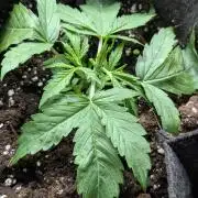 Purple Lemon Tree XLL x4