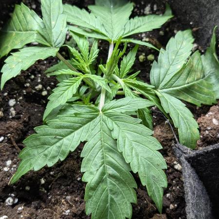 Purple Lemon Tree XLL x4