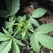 Chemical Candy Auto x3