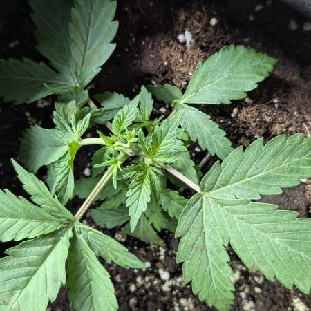Chemical Candy Auto x3