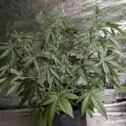 Guava X Gelato 41 x3