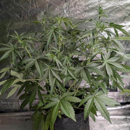 Guava X Gelato 41 x3