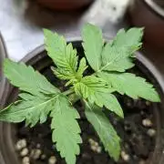 Chemical Candy Auto x3