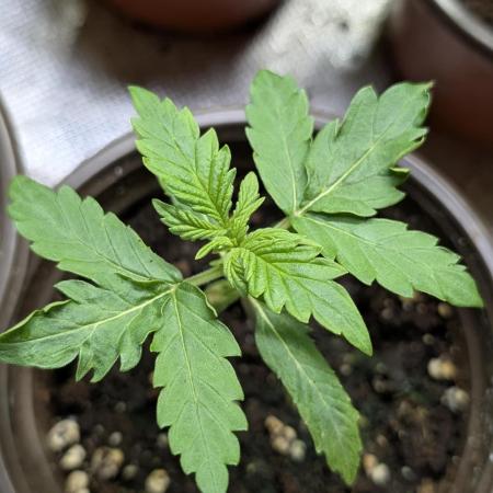 Chemical Candy Auto x3