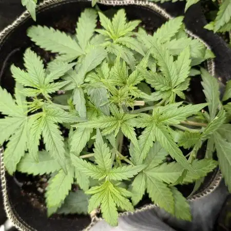 Twilight Zlush Auto x3