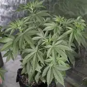 Purple Lemon Tree XLL x4