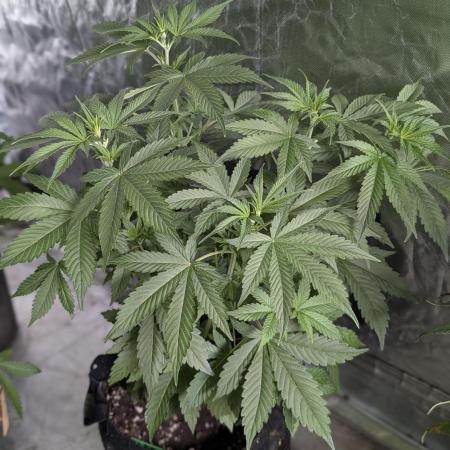 Purple Lemon Tree XLL x4