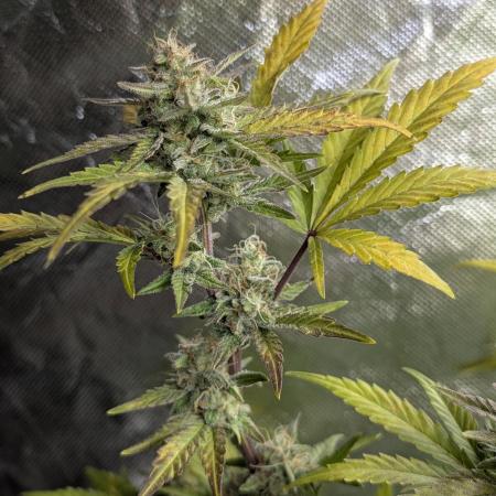 Purple Dream Auto x4