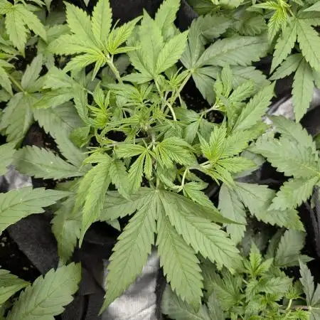 Creamzilla Auto x3