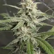 Frosted Guava Auto x3