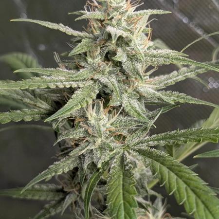 Frosted Guava Auto x3