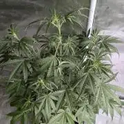 Chemical Candy Auto x3
