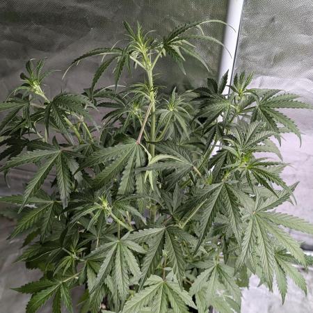 Chemical Candy Auto x3