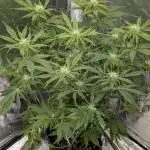 Creamzilla Auto x4