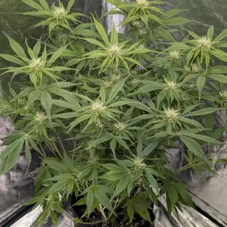 Creamzilla Auto x4