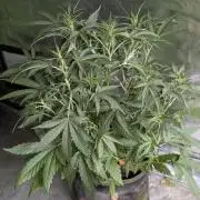 Frosted Guava Auto x3