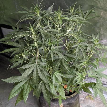 Frosted Guava Auto x3