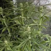 Purple Lemon Tree XLL x4