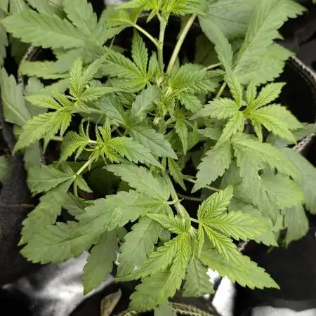 Twilight Zlush Auto x4