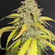 Guava X Gelato 41 x4