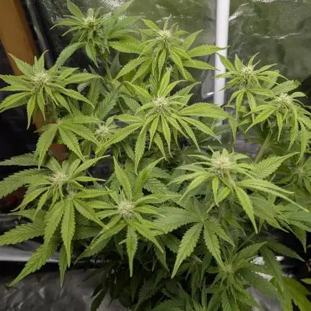 Twilight Zlush Auto x4
