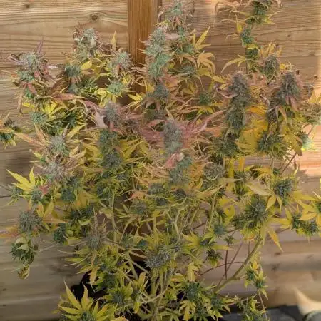 Gelato Auto x3