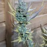 Candy Auto x3