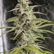 Frosted Guava Auto x2