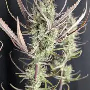Chemical Candy Auto x3