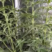 Sweet Mango Auto x4