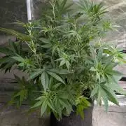 Zinnapple x5