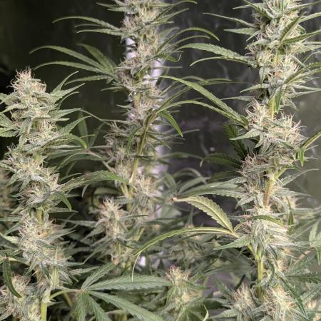 Frosted Guava Auto x3