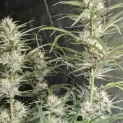 Frosted Guava Auto x3