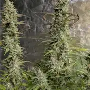 Frosted Guava Auto x3