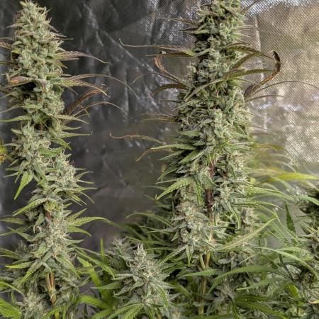 Frosted Guava Auto x3