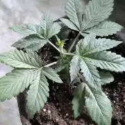 Golosa 50L.
