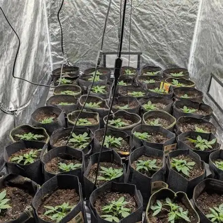 Creamzilla Auto x4