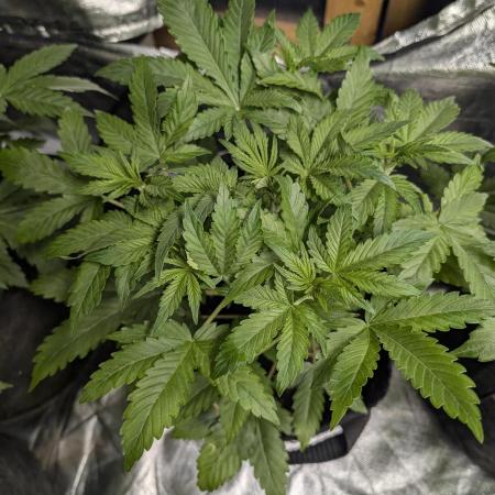 Twilight Zlush Auto x3