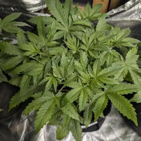 Twilight Zlush Auto x3