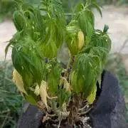 Golosa 50L.