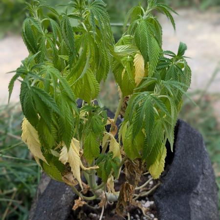 Golosa 50L.