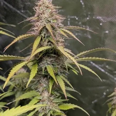 Gelato Auto x3