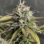 Twilight Zlush Auto x4