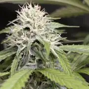 Purple Lemon Tree XLL x4