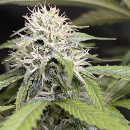 Purple Lemon Tree XLL x4