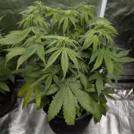 Twilight Zlush Auto x4