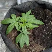 Unknown Kush